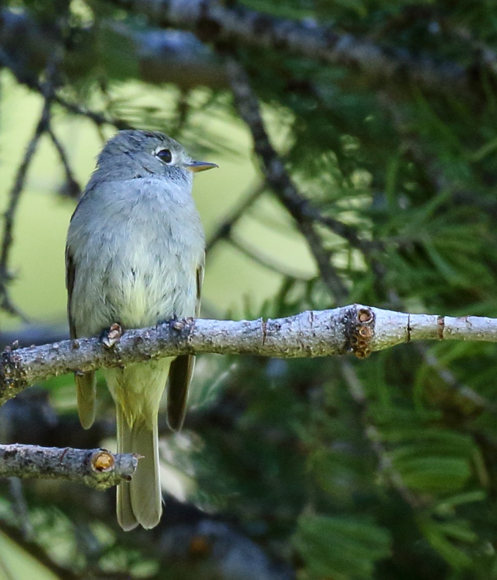 Hammond's Flycatcher - ML246338391