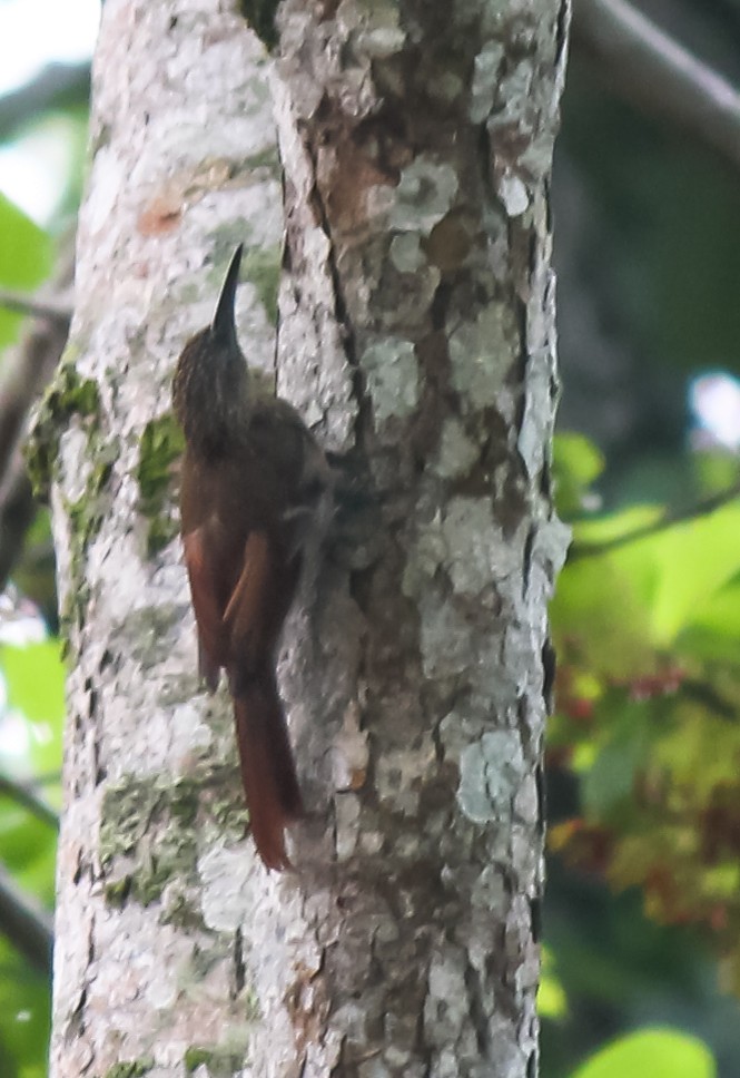 Cocoa Woodcreeper - Carole Rose