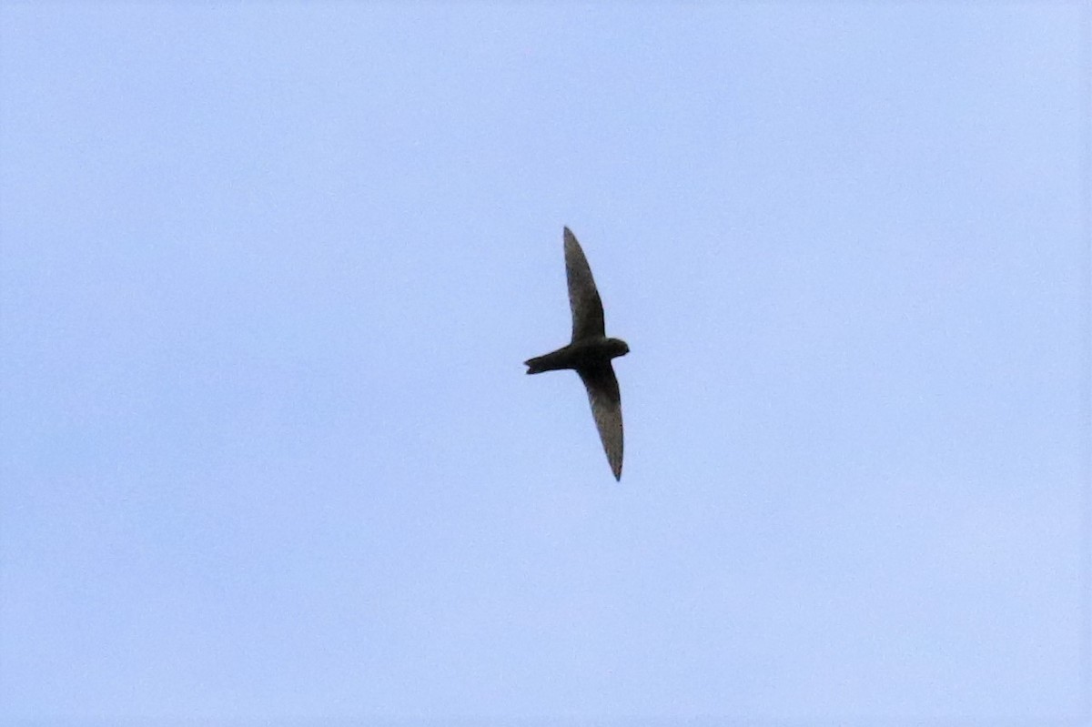 Black Swift (borealis) - 🦉Max Malmquist🦉