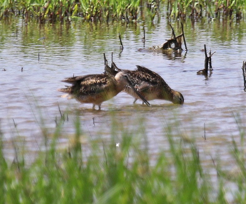 Long-billed Dowitcher - ML246340831