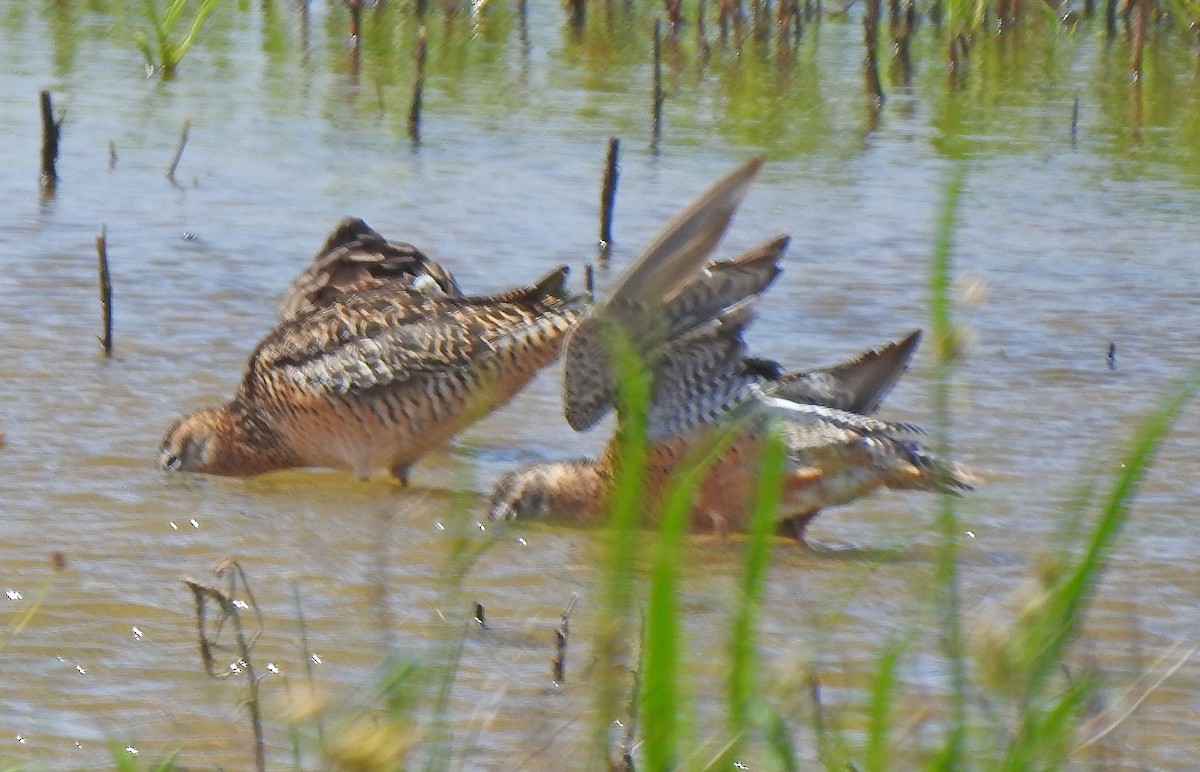 Long-billed Dowitcher - ML246341001