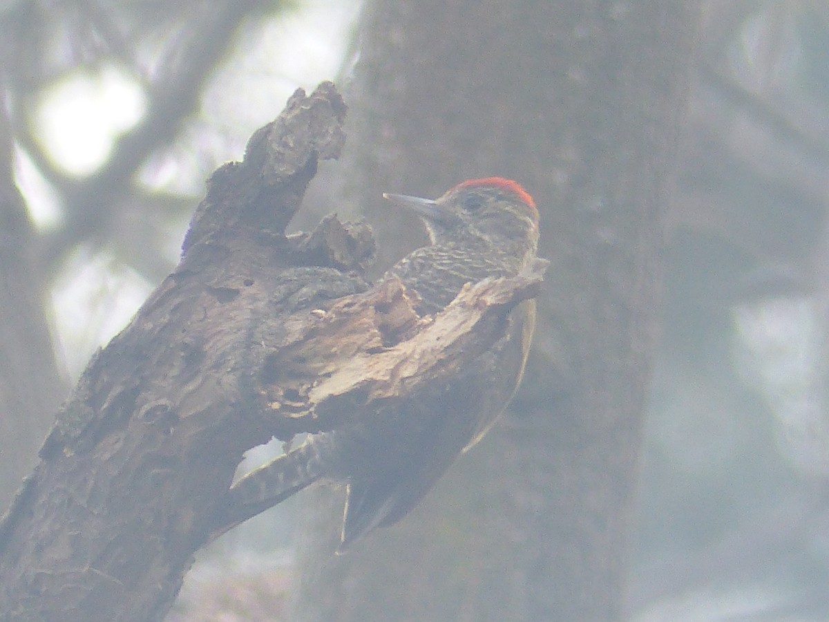 Dot-fronted Woodpecker - ML246341061