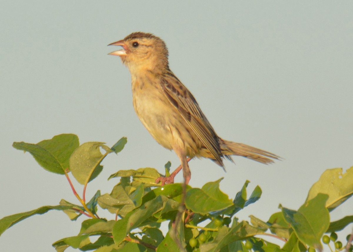 Bobolink - ML246341411