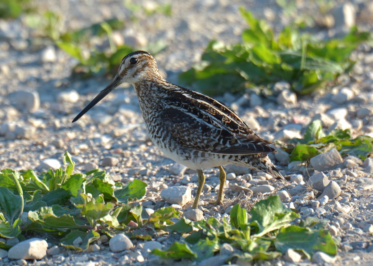 Wilson's Snipe - ML246341791