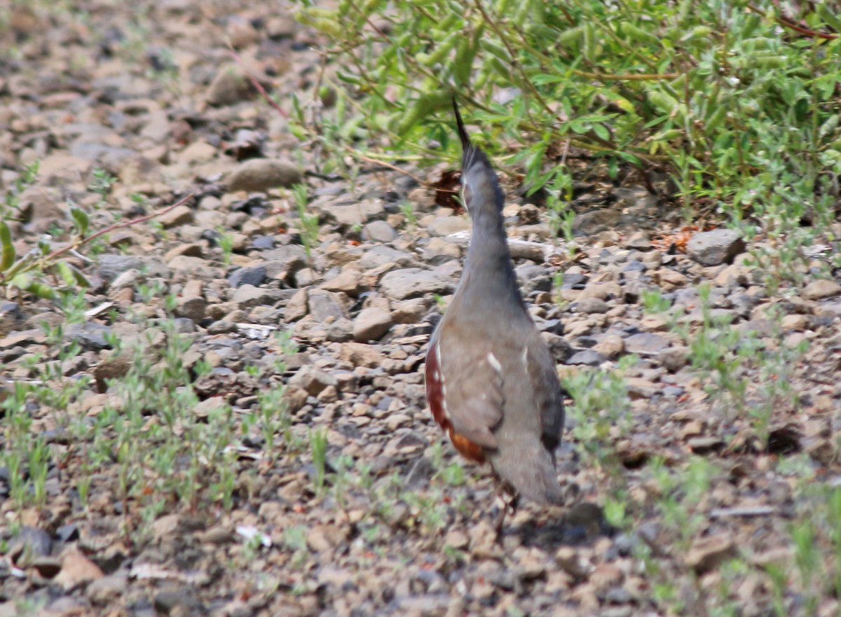 Mountain Quail - Andrew S. Aldrich