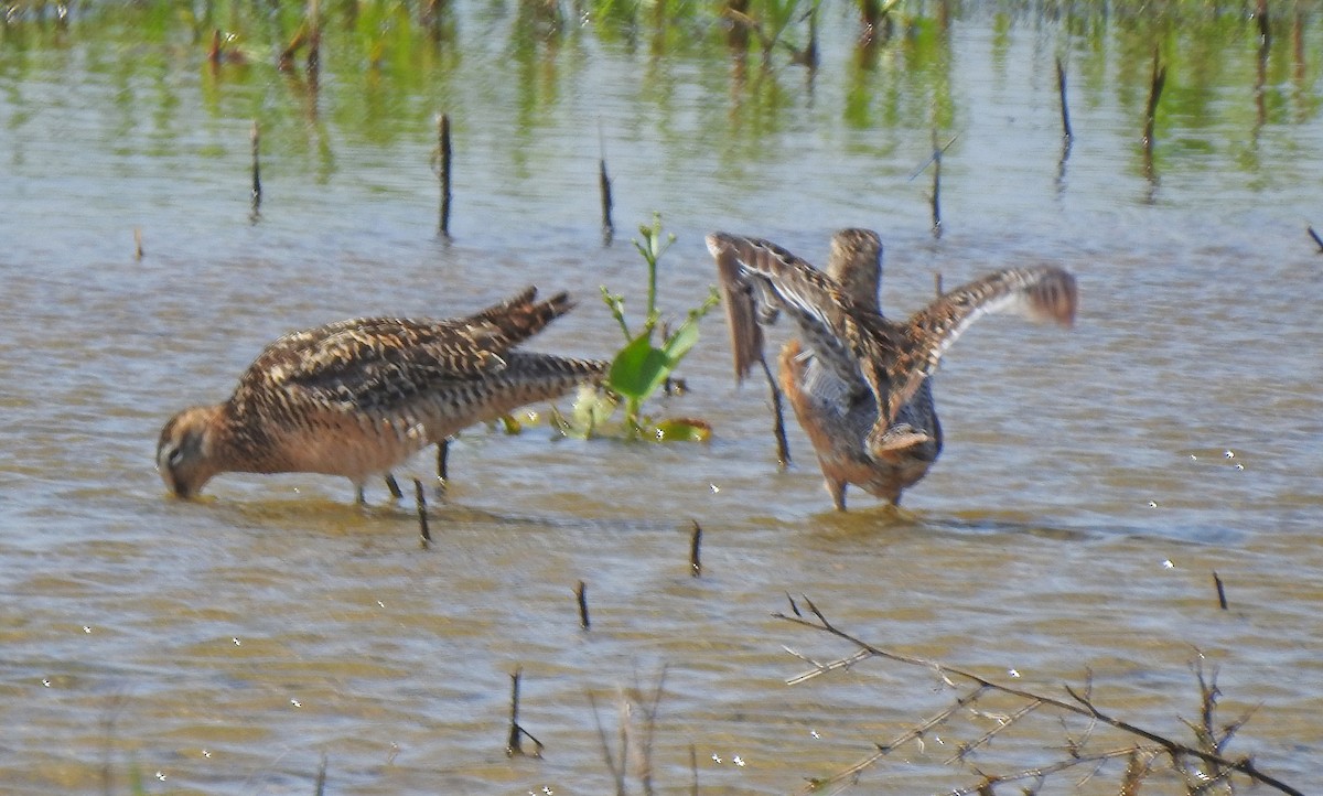 Long-billed Dowitcher - ML246342761