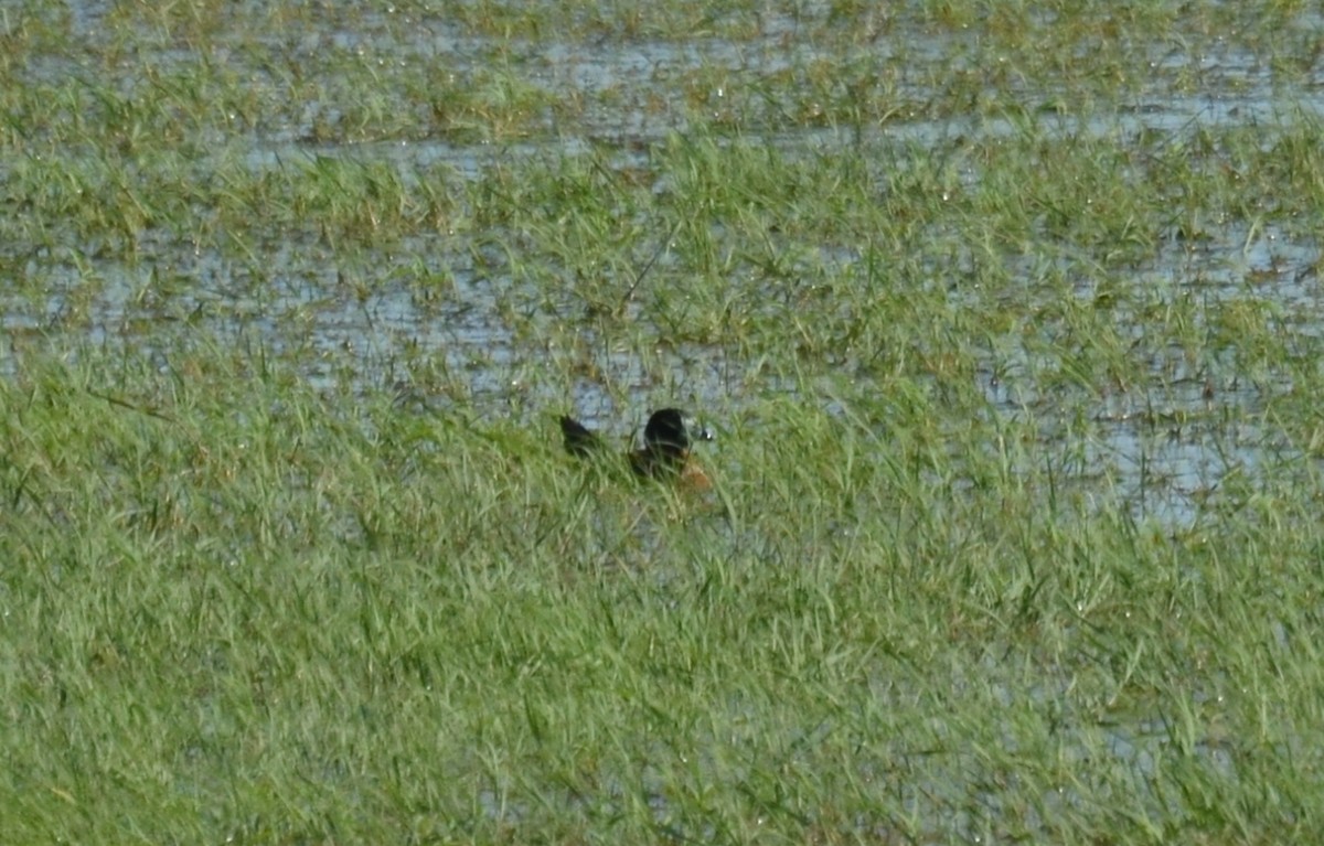 Masked Duck - ML246342881