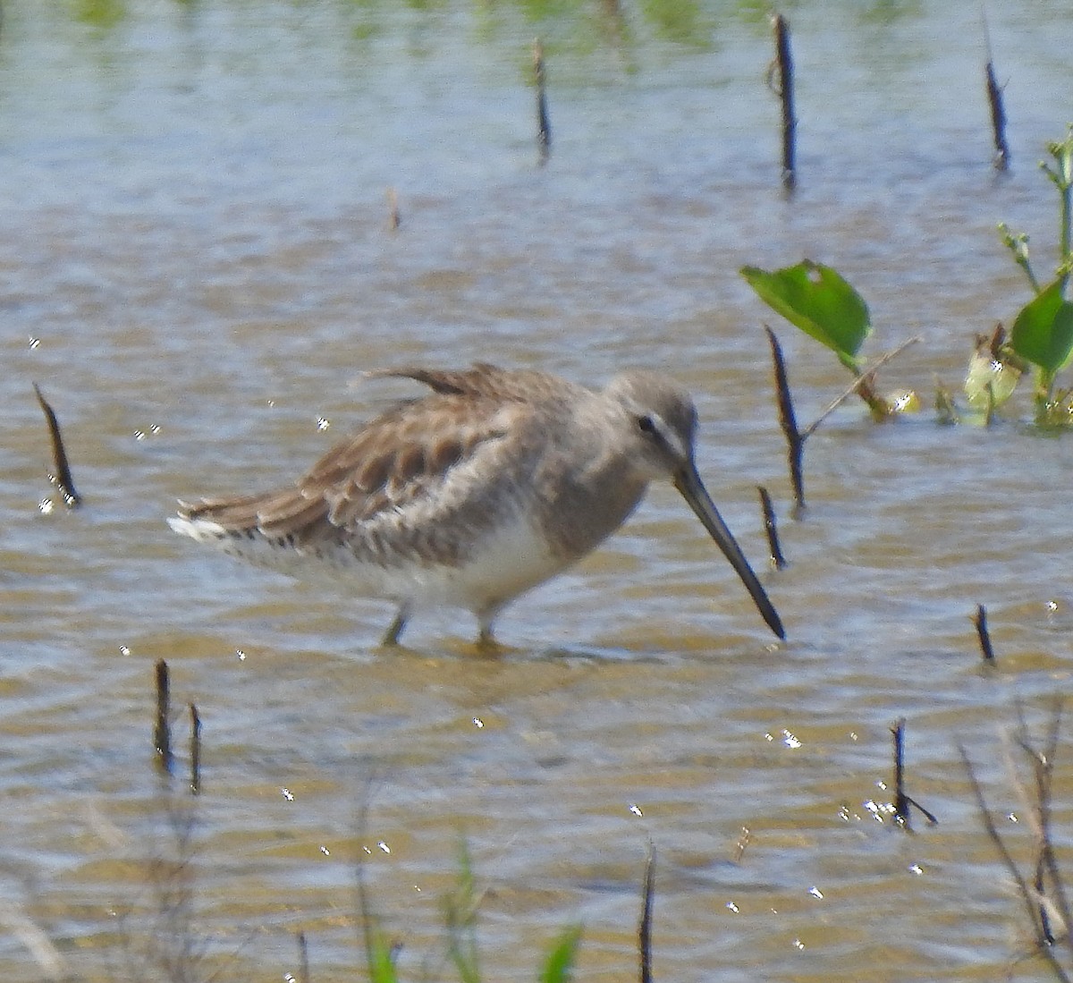 Long-billed Dowitcher - ML246342901