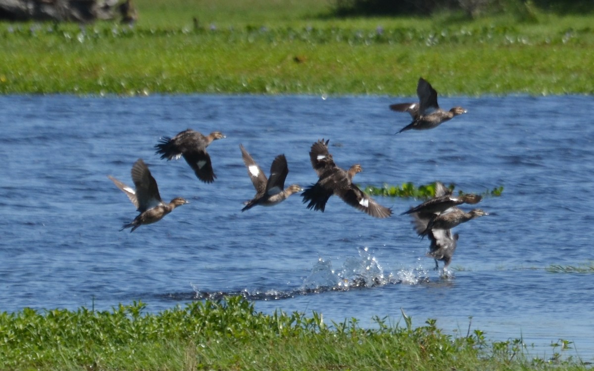 Masked Duck - ML246342921