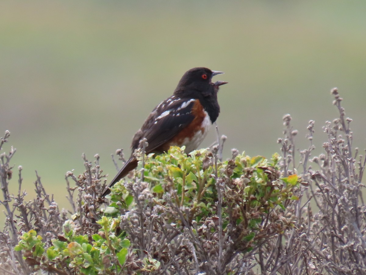 Spotted Towhee - Alane Gray