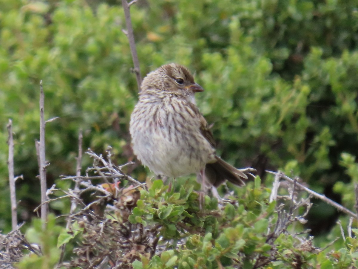 White-crowned Sparrow - Alane Gray