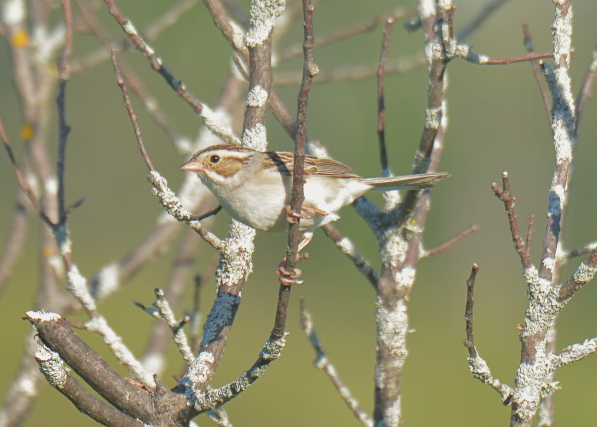 Clay-colored Sparrow - ML246343721