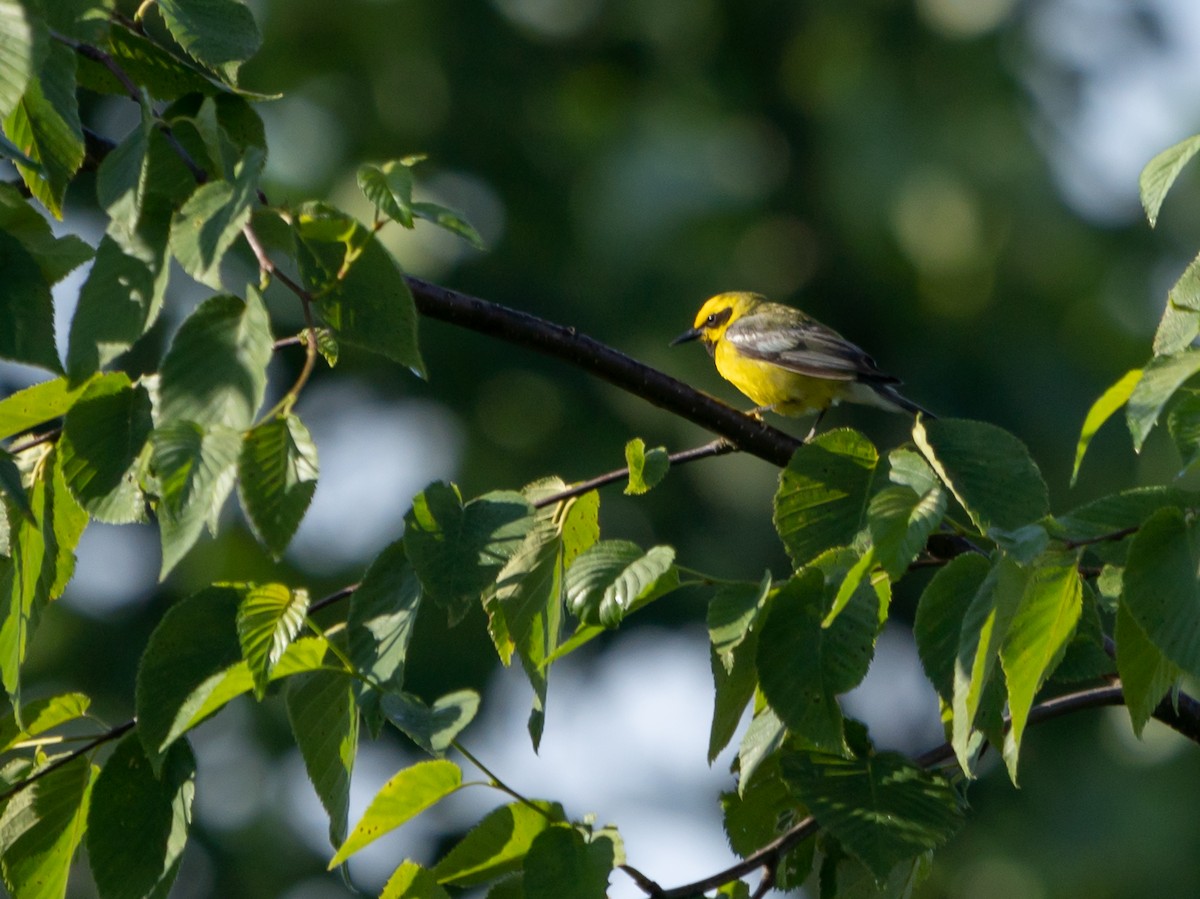 Lawrence's Warbler (hybrid) - ML246344201