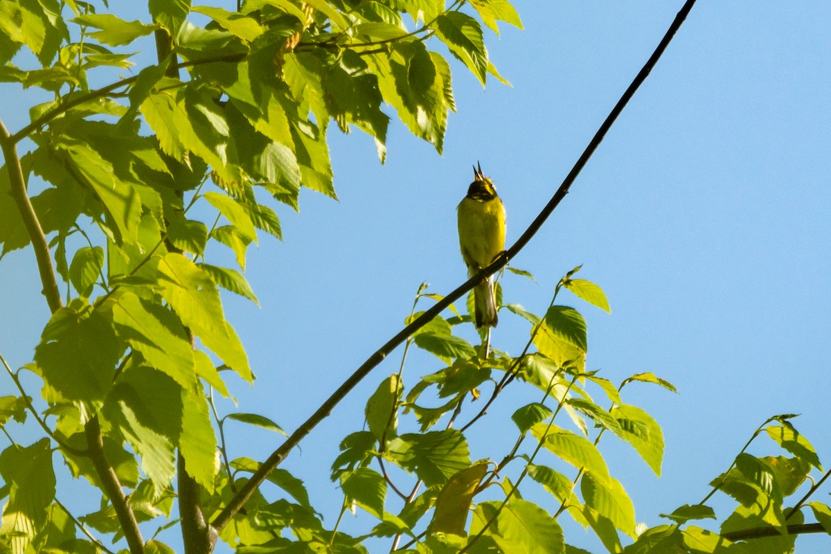 Lawrence's Warbler (hybrid) - ML246344281