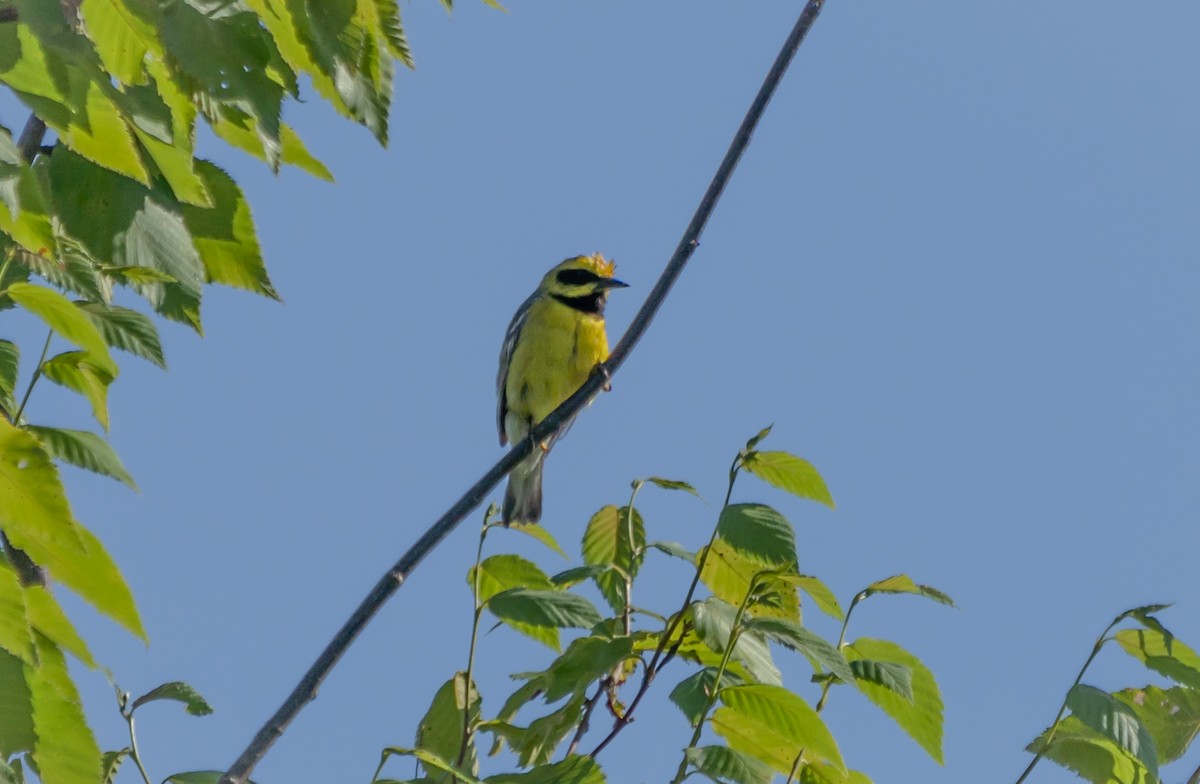 Lawrence's Warbler (hybrid) - ML246344321