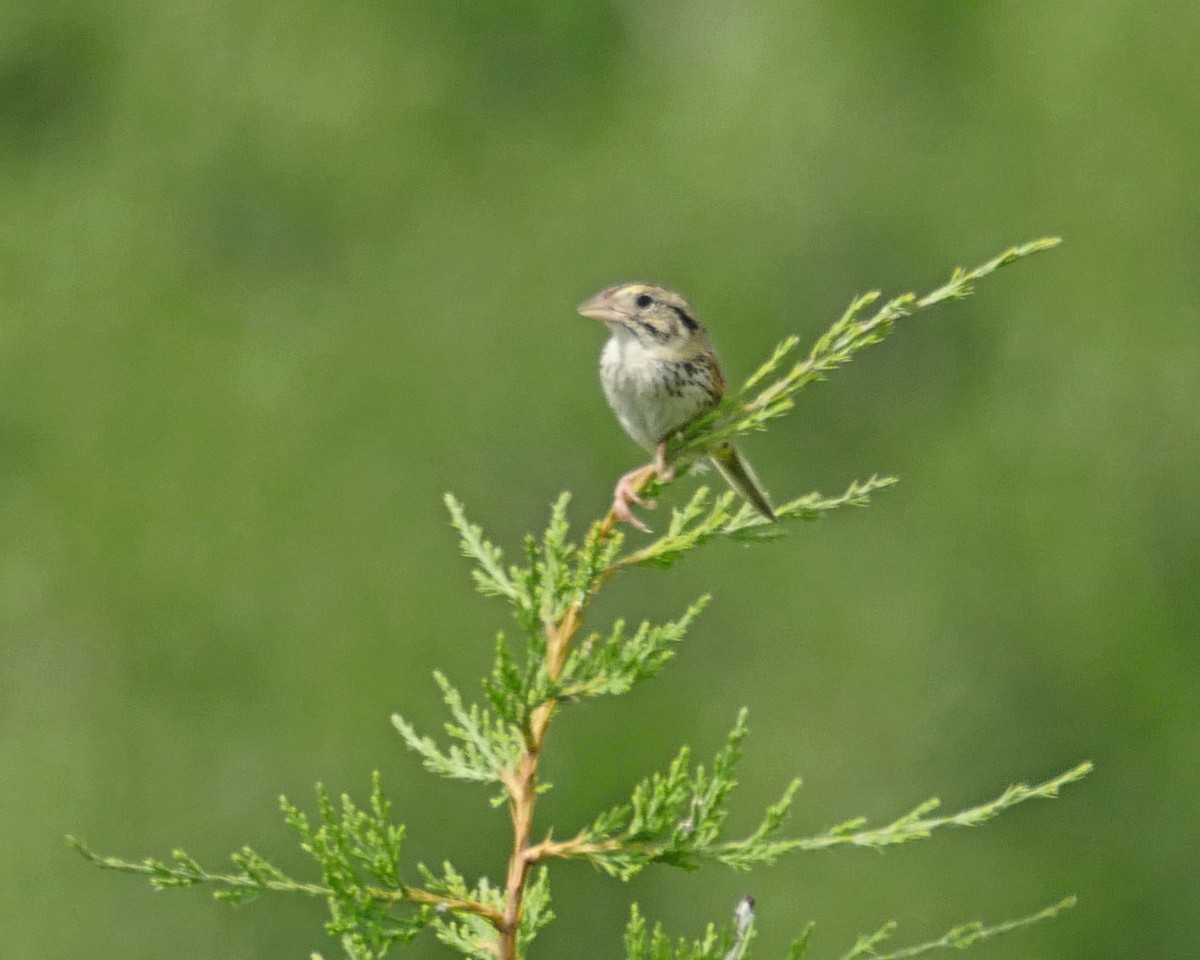 Henslow's Sparrow - ML246345011