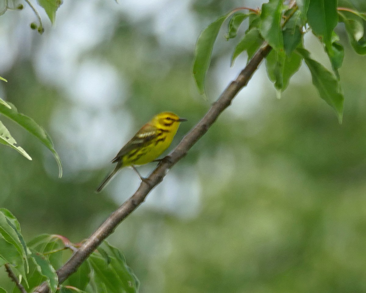 Prairie Warbler - ML246345081