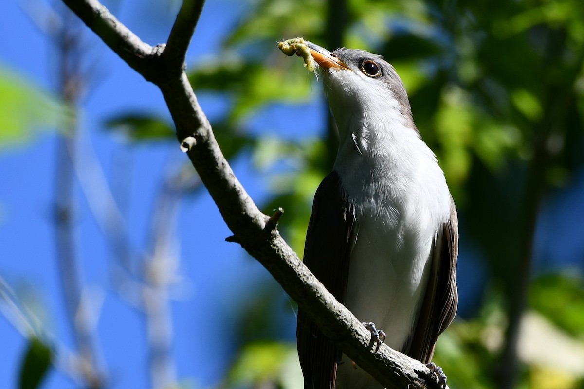 Yellow-billed Cuckoo - ML246347851