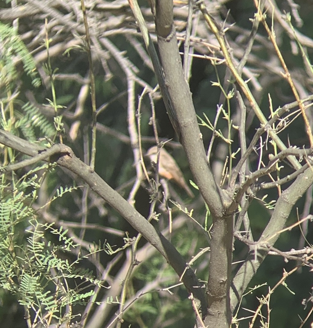 Vermilion Flycatcher - ML246349121