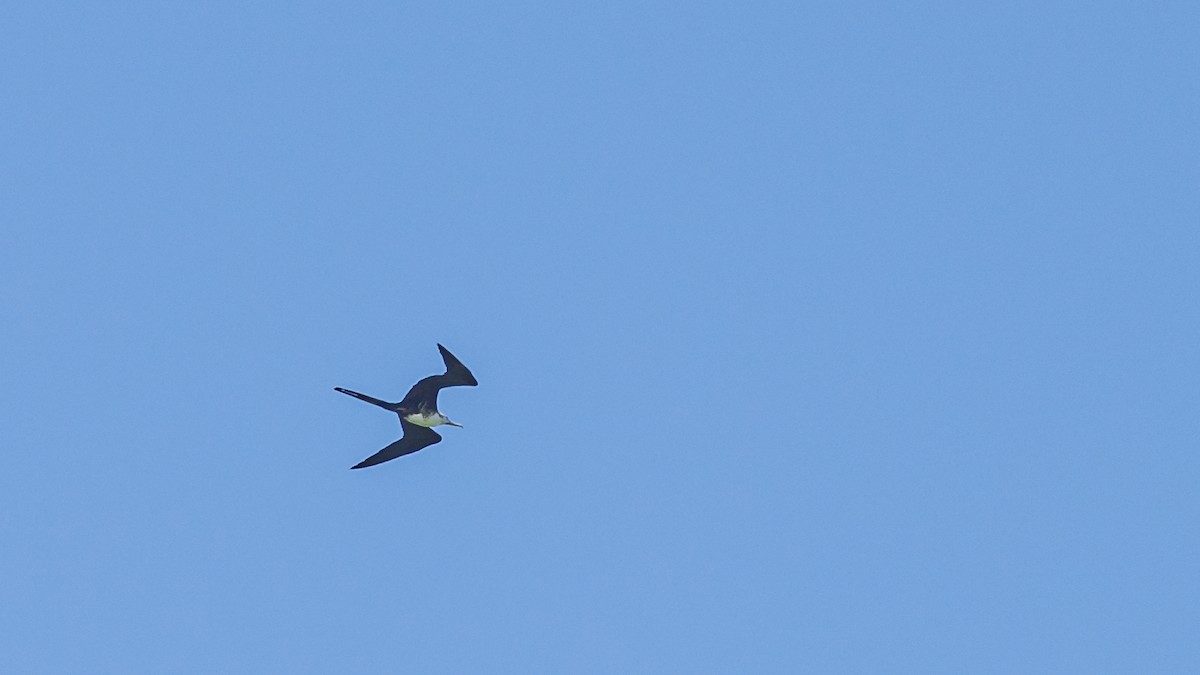 Magnificent Frigatebird - ML246349881