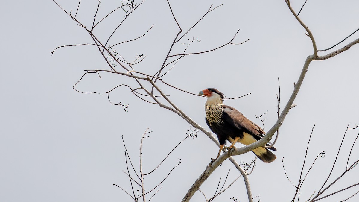 Crested Caracara (Northern) - ML246350191