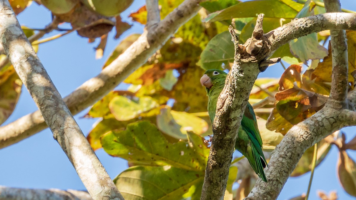 Orange-chinned Parakeet - ML246350281