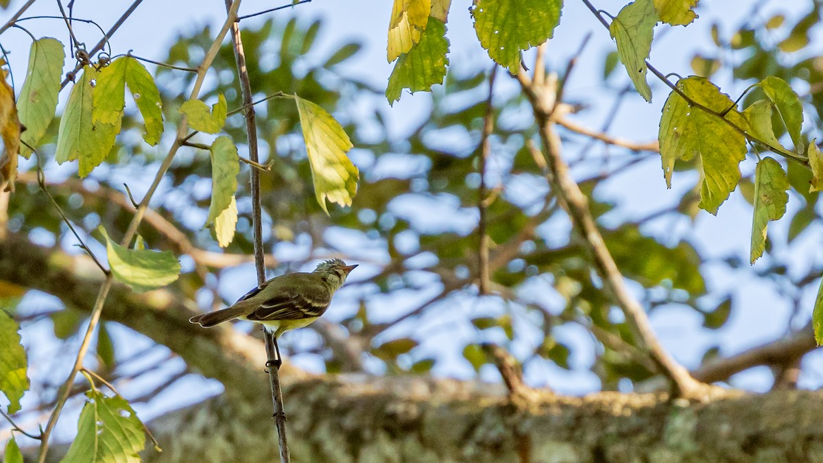 Southern Beardless-Tyrannulet - ML246350451