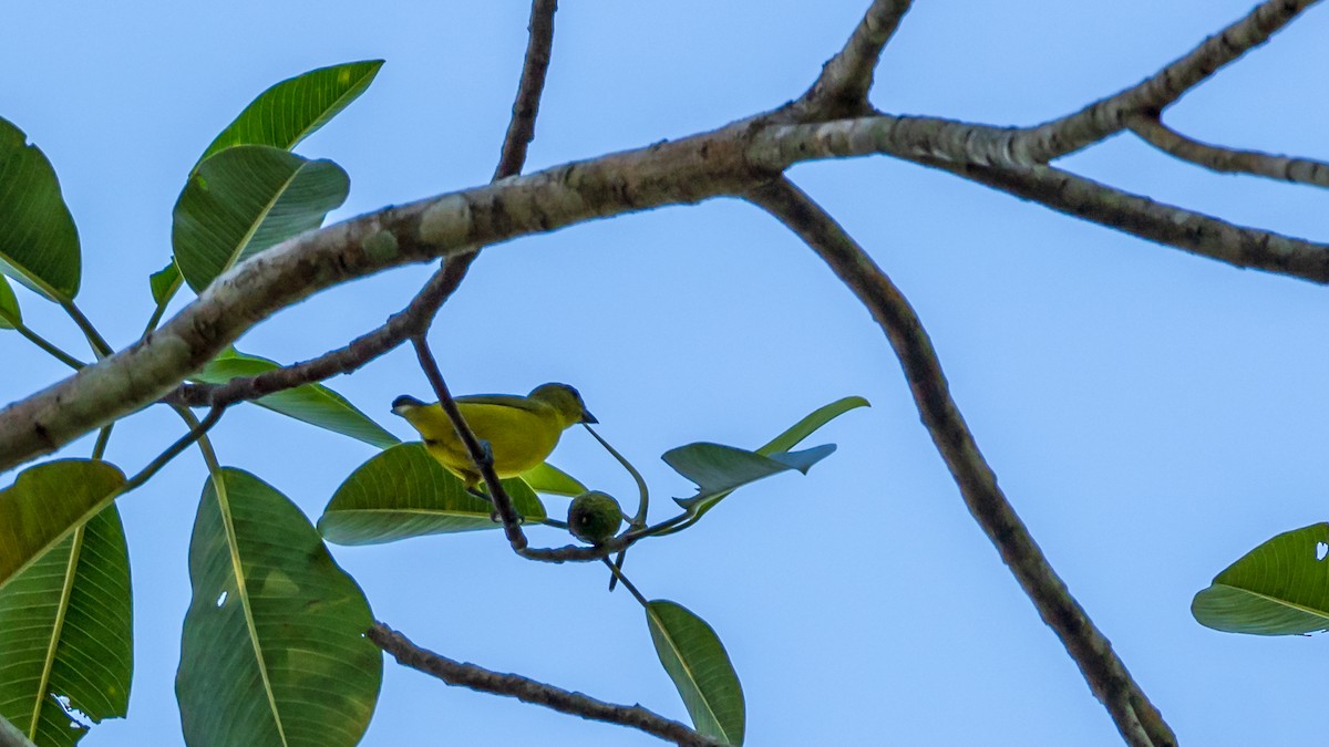 Thick-billed Euphonia - Bernard Barsalo