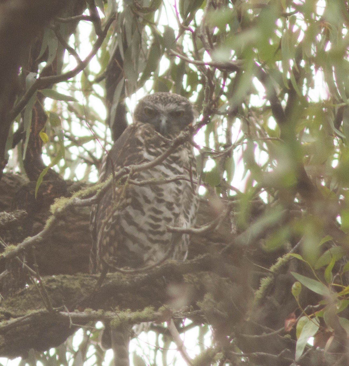 Powerful Owl - ML24635051