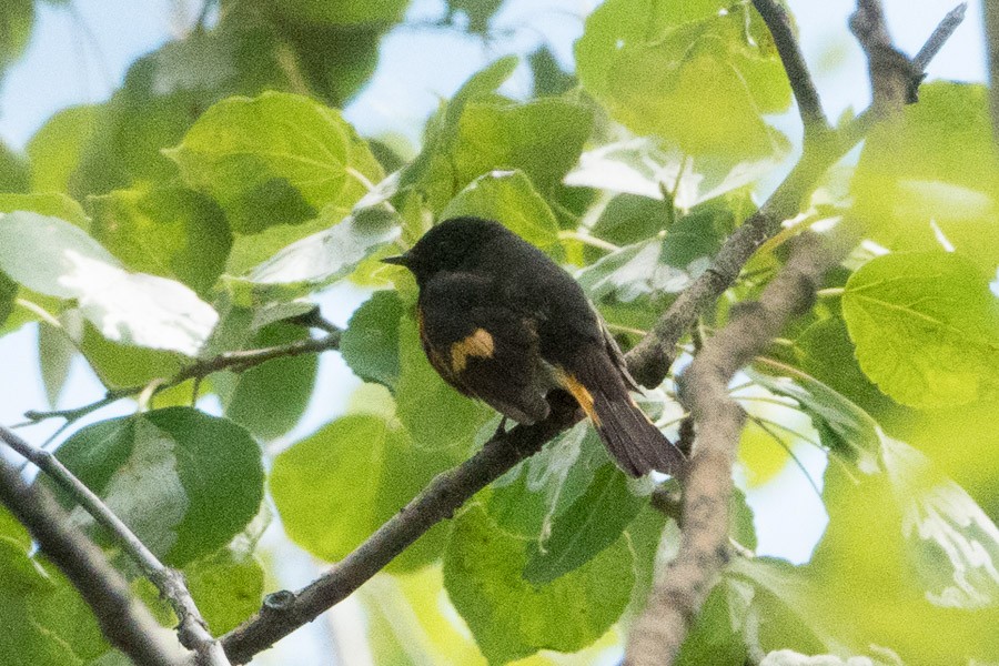 American Redstart - ML246351291