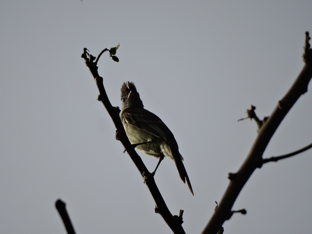 Yellow-bellied Elaenia - ML246351641