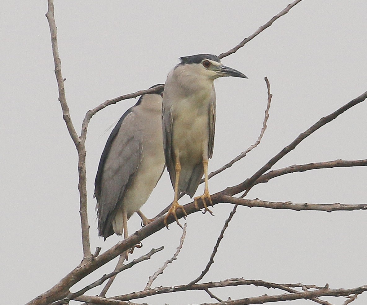 Black-crowned Night Heron - ML246352761