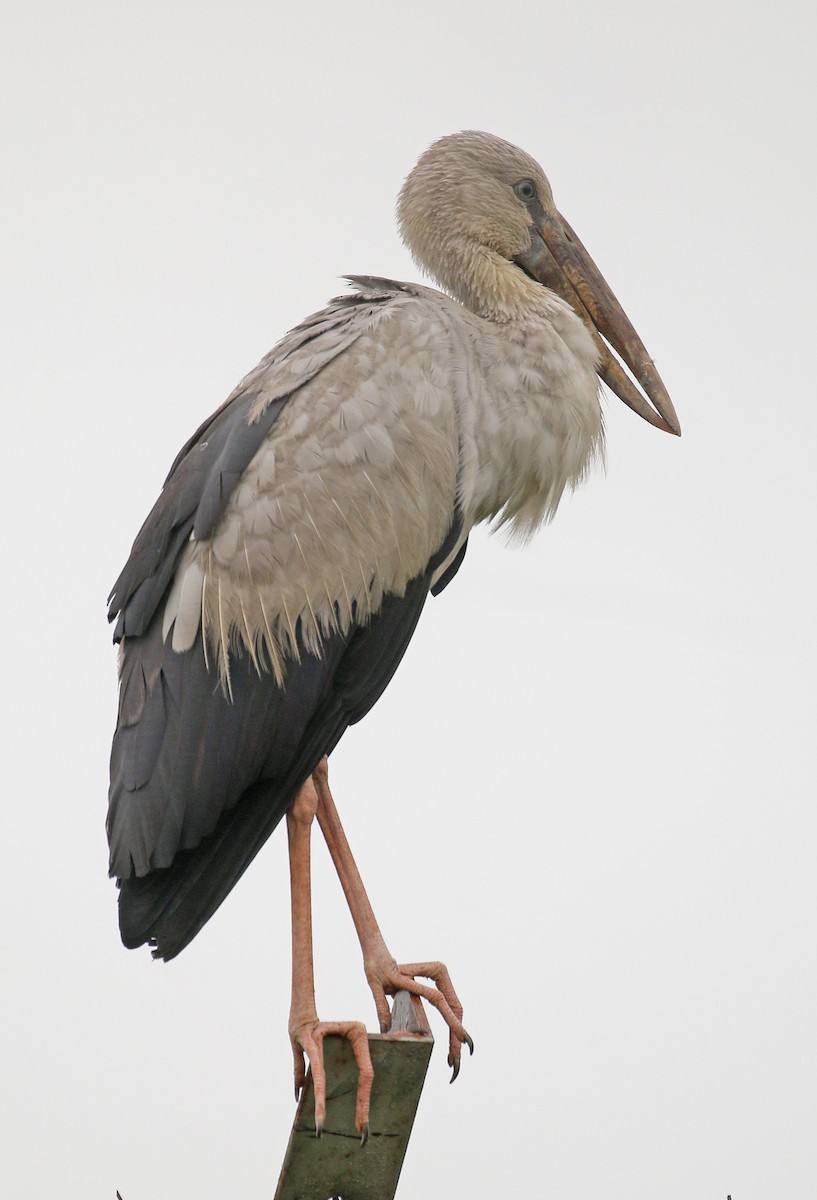 Asian Openbill - Neoh Hor Kee