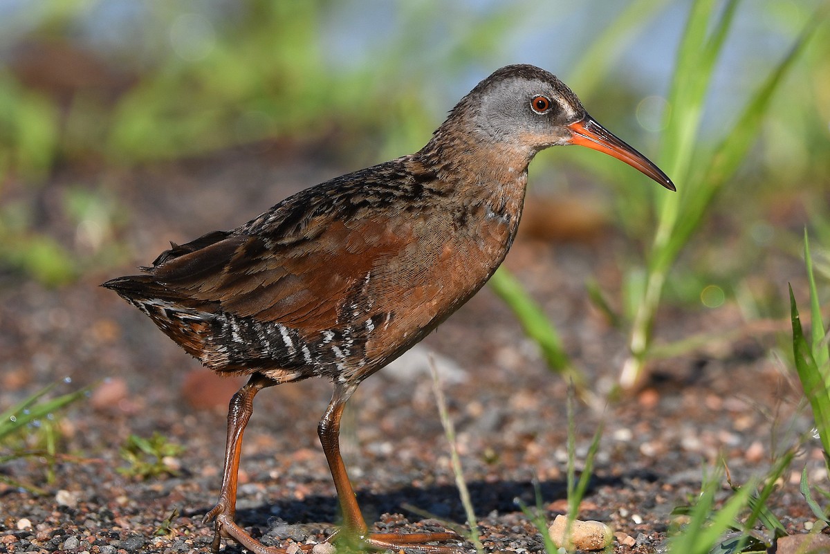 Virginia Rail - ML246353121