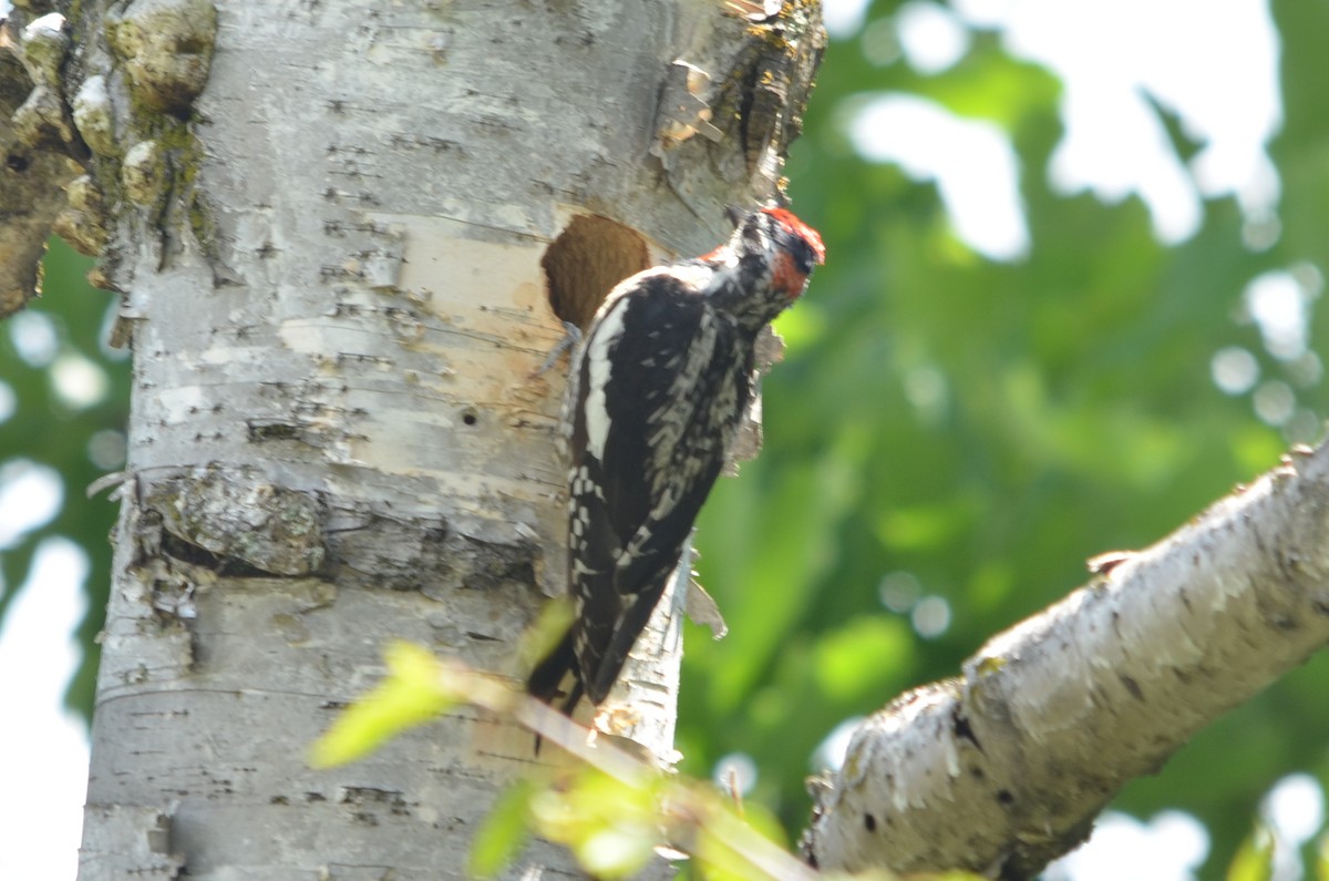 Red-naped Sapsucker - ML246353351