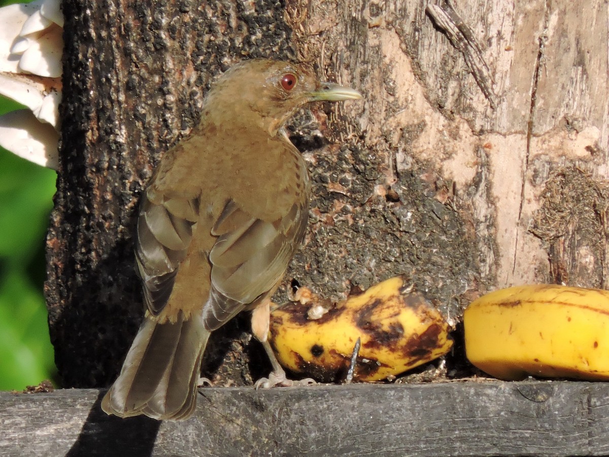 Clay-colored Thrush - Lee Jones