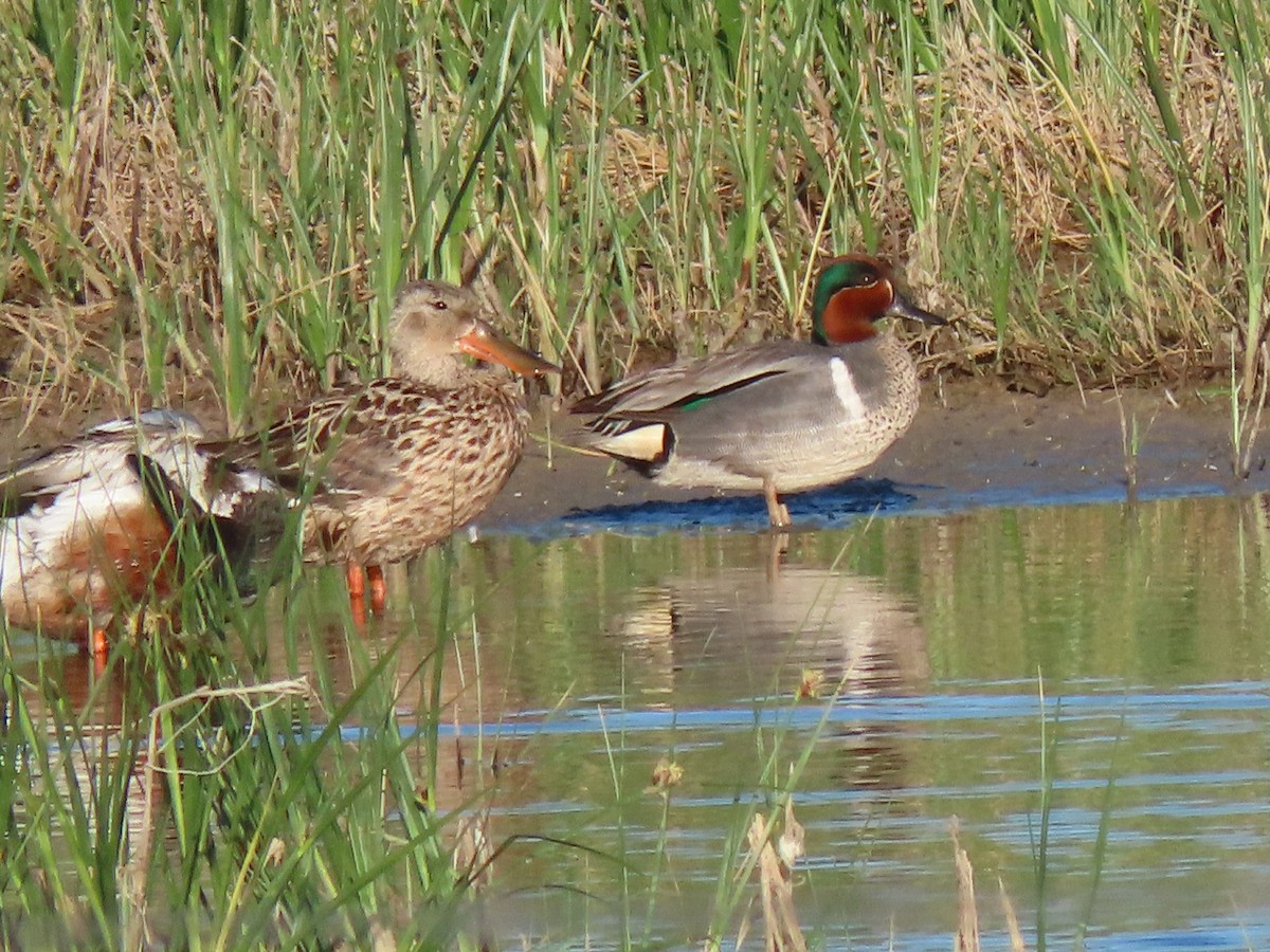 Green-winged Teal - Laurie Koepke