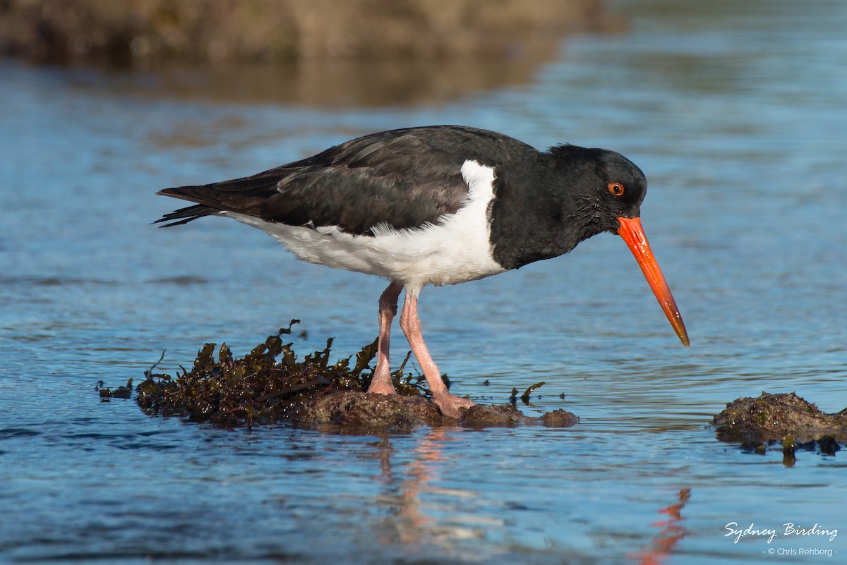 South Island Oystercatcher - ML246355091