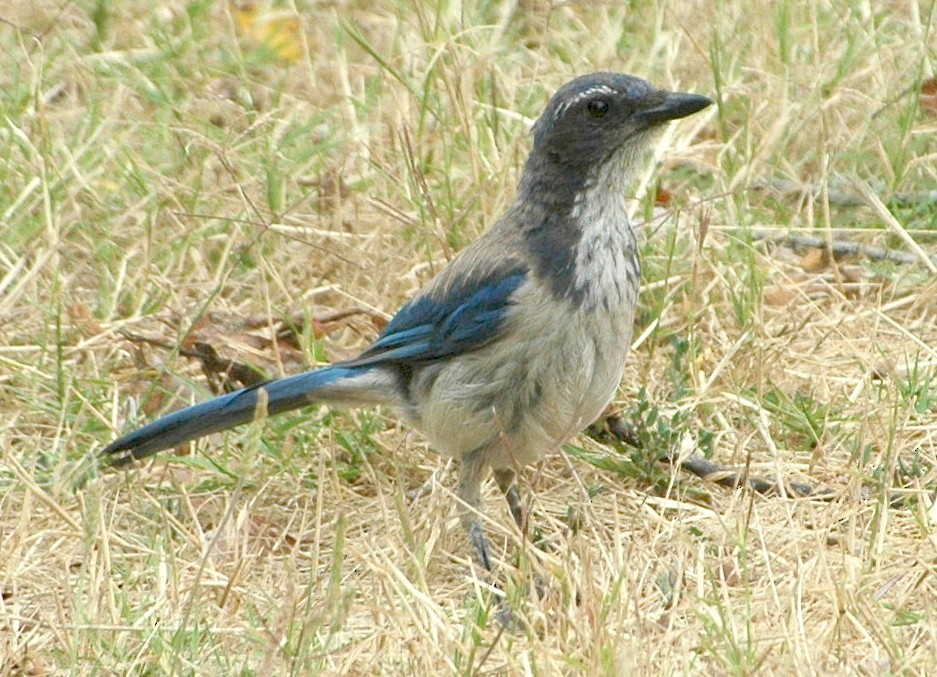 California Scrub-Jay - ML246355721