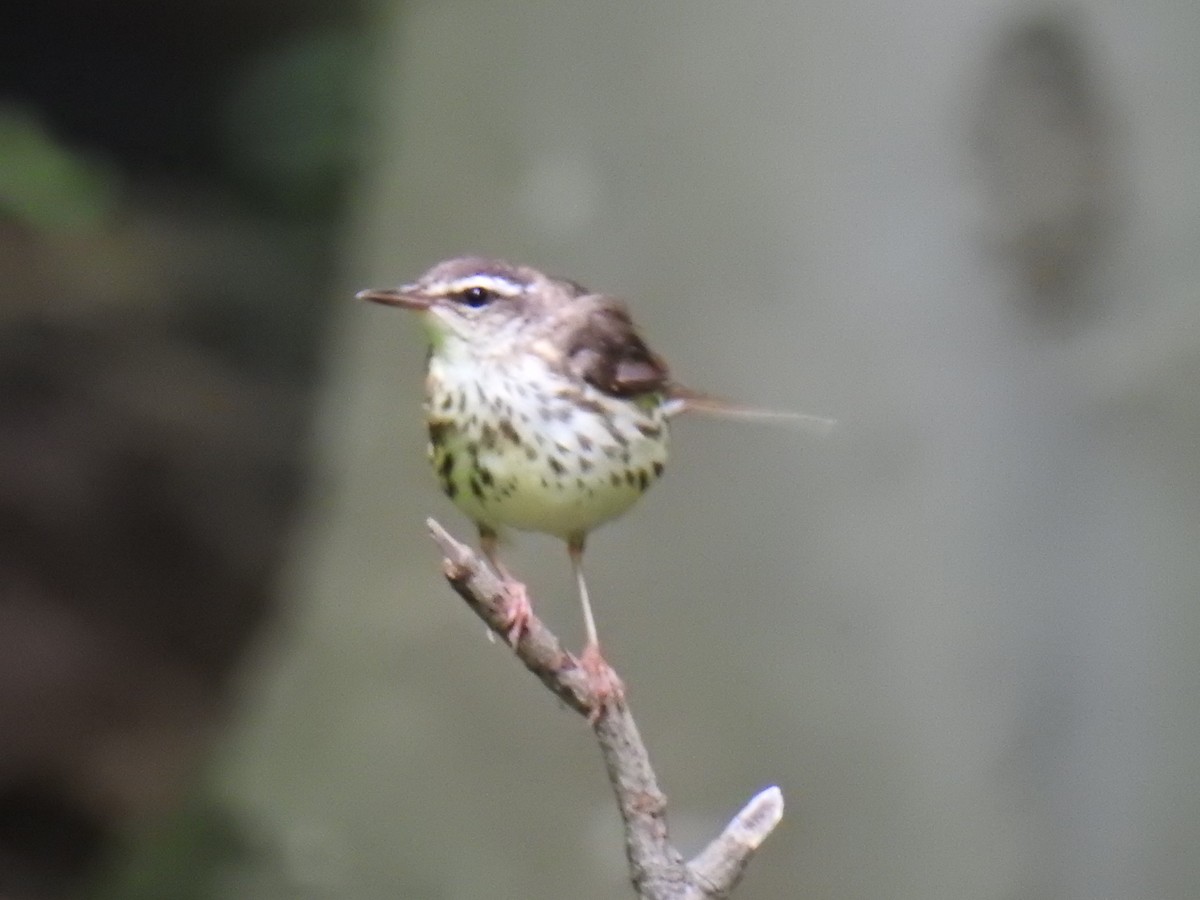 Louisiana Waterthrush - ML246360311