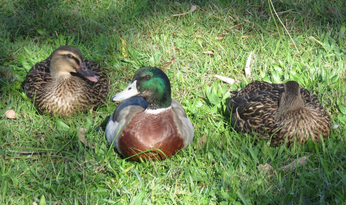 Mallard (Domestic type) - Alan Coates