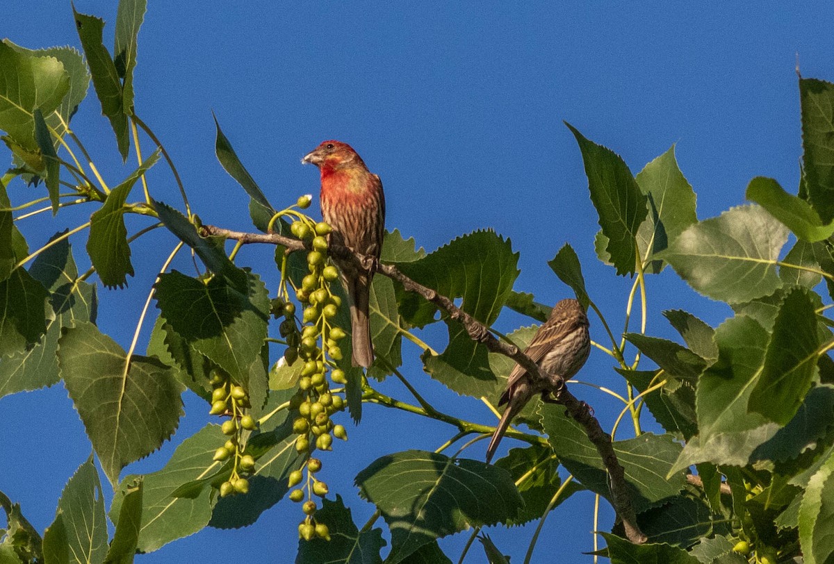 House Finch - ML246362641