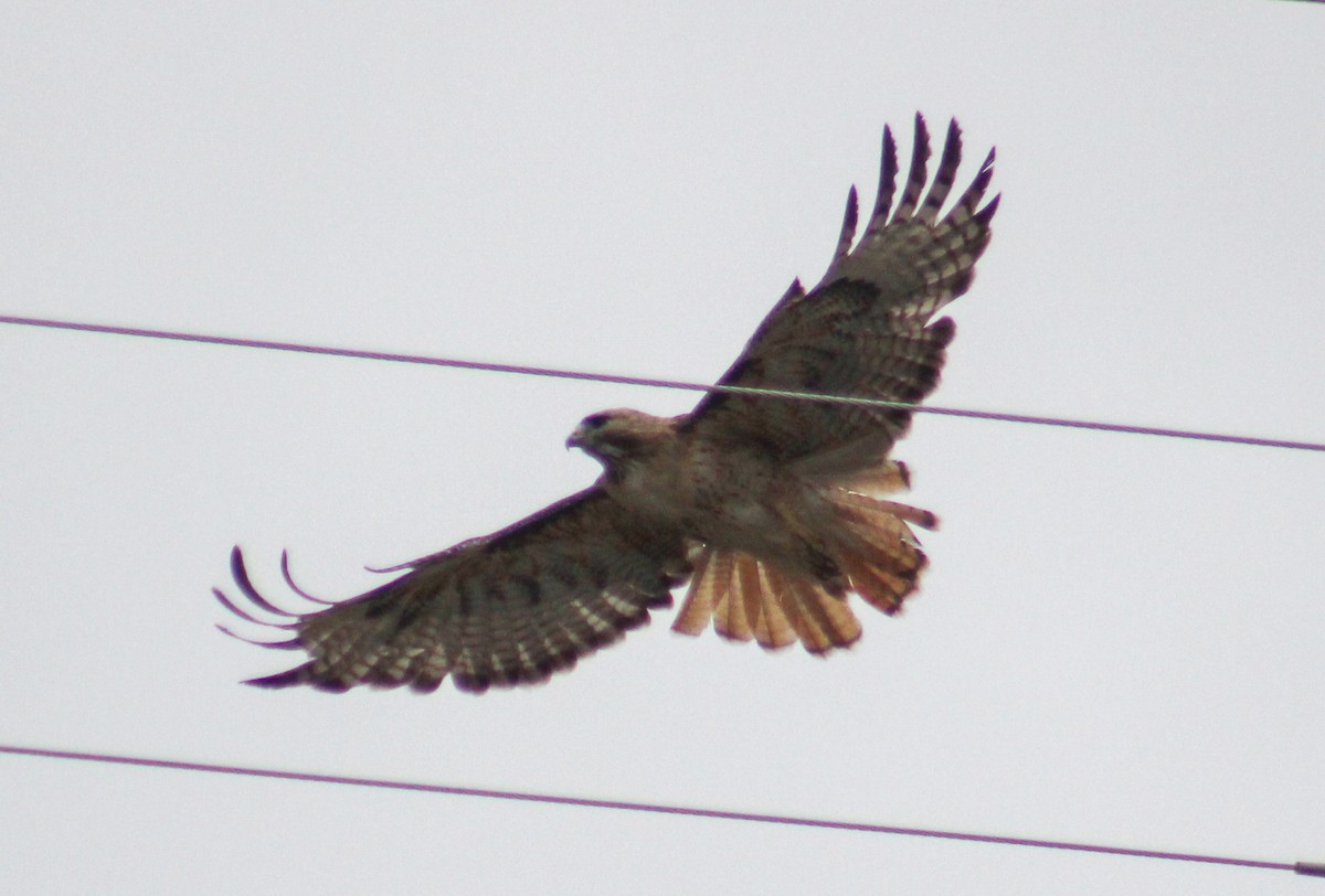 Red-tailed Hawk - ML246365811