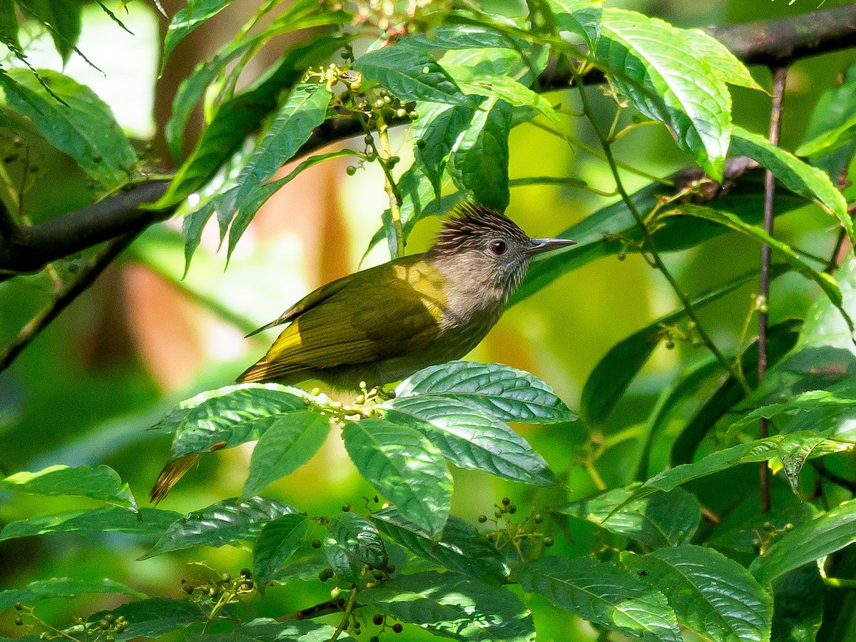 Bulbul de Mcclelland - ML246366081