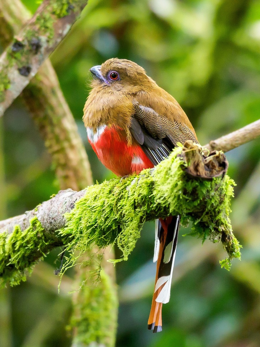 Trogon à tête rouge - ML246366121