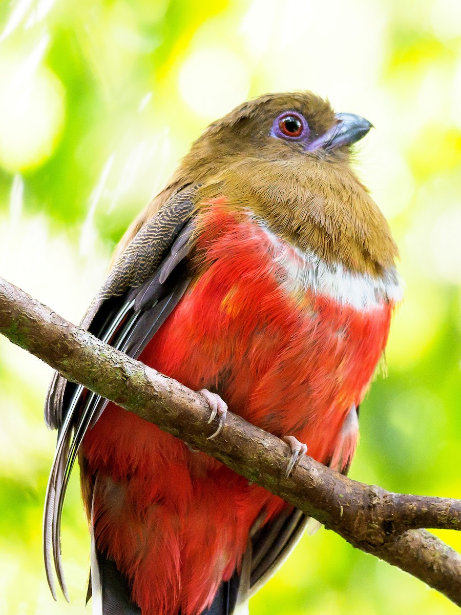 Trogon à tête rouge - ML246366551