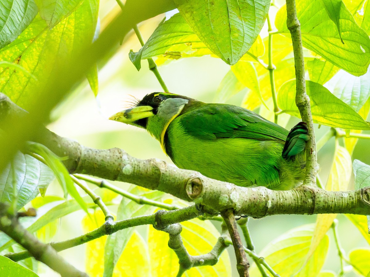 Fire-tufted Barbet - ML246366861