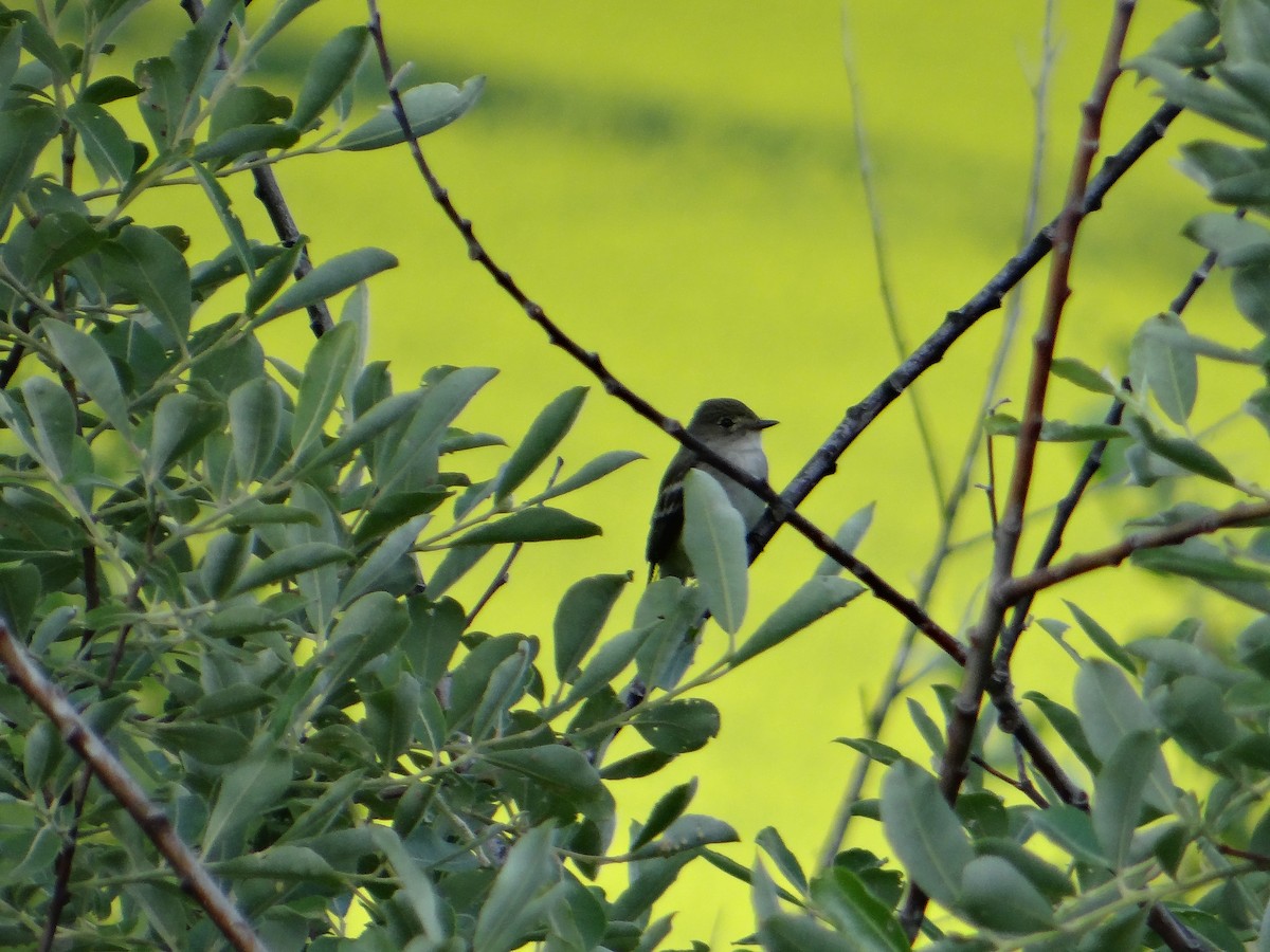 Alder/Willow Flycatcher (Traill's Flycatcher) - Carl Lundblad