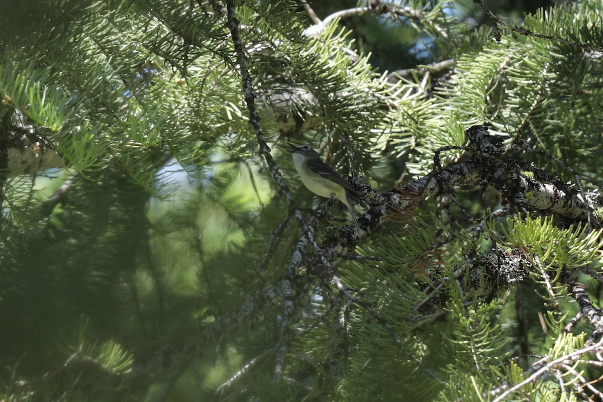 Cassin's Vireo - ML246367201