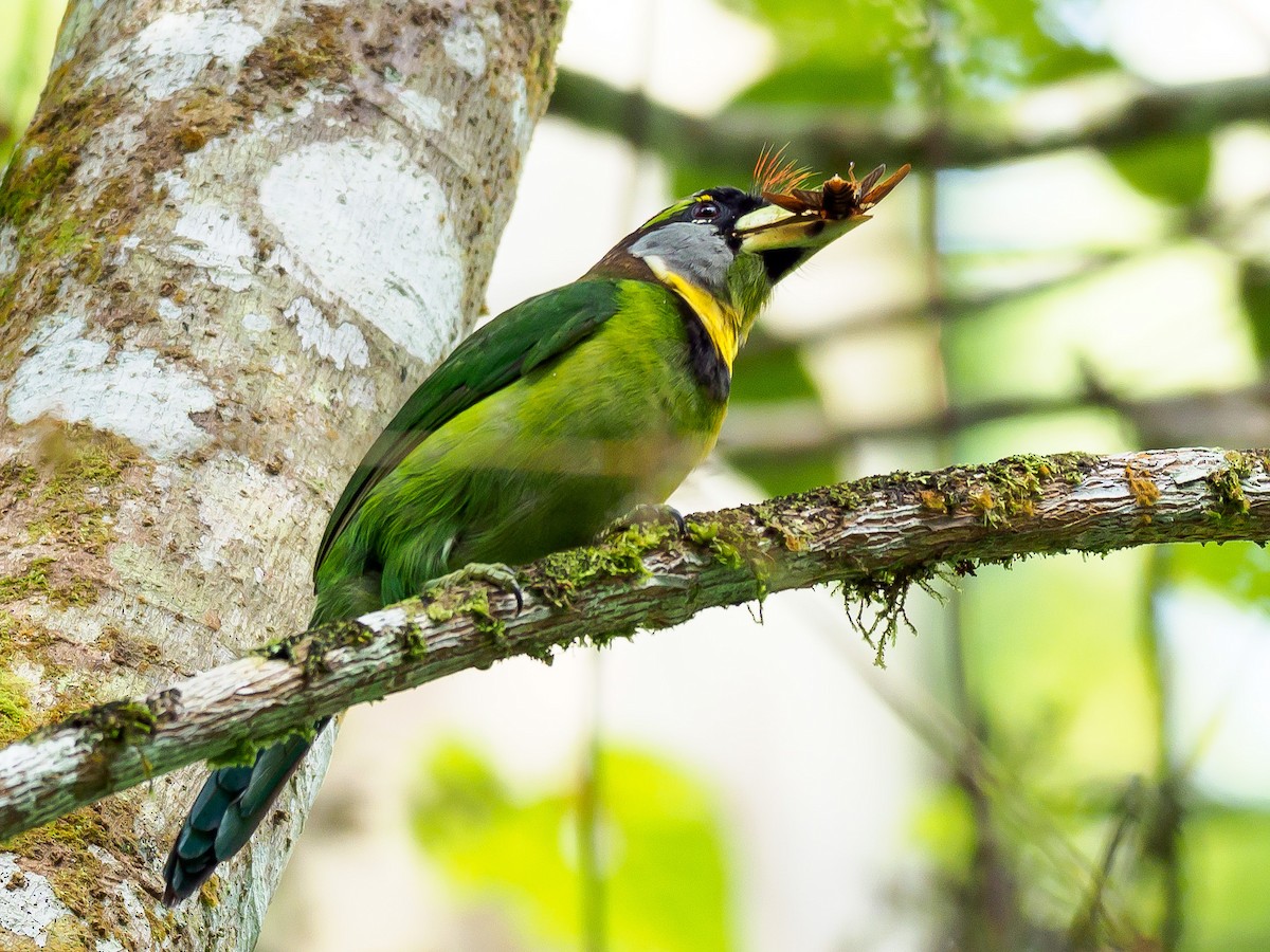 barbet pruhozobý - ML246367271